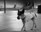 Mystery w The Berrics