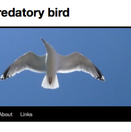 John Rattray’s Predatory Bird Blog