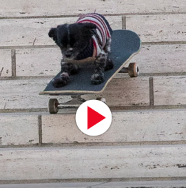 Murdy the Dawg's "Bark and Destroy" Part