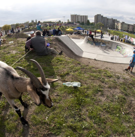 Opole - Harlem Skatepark Challange - fotorelacja