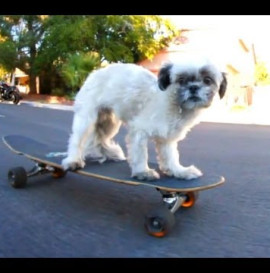 Skateboarding Dog Song